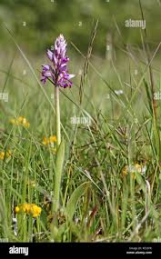 Attēlu rezultāti vaicājumam “Orchis militaris”
