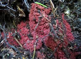 Attēlu rezultāti vaicājumam “Stemonitopsis subcaespitosa spores”