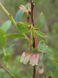 Attēlu rezultāti vaicājumam “Vaccinium uliginosum bud”
