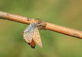 Attēlu rezultāti vaicājumam “Xysticus ulmi”