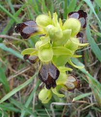 Image result for Ophrys lupercalis