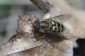 Attēlu rezultāti vaicājumam “Syrphus torvus”