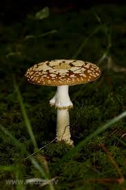 Attēlu rezultāti vaicājumam “Amanita regalis”