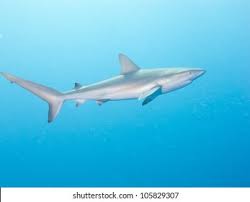 Image result for Carcharhinus falciformis