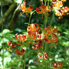 Image result for Lilium martagon `Arabian Night`