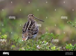 Image result for Gallinago media