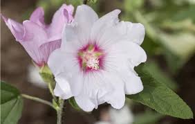 Image result for Lavatera thuringiaca