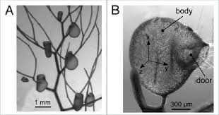 Attēlu rezultāti vaicājumam “Utricularia intermedia leaf”