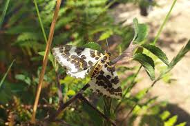 Attēlu rezultāti vaicājumam “Abraxas grossulariata larva”