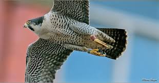 Image result for Belper Harriers