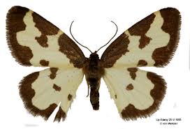 Attēlu rezultāti vaicājumam “Lomaspilis marginata”