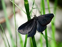 Attēlu rezultāti vaicājumam “Odezia atrata”