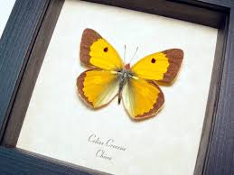 Attēlu rezultāti vaicājumam “Colias croceus”