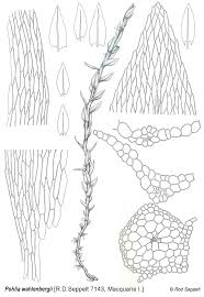 Attēlu rezultāti vaicājumam “Pohlia wahlenbergii sporophyte”