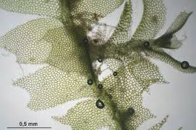 Attēlu rezultāti vaicājumam “Lophocolea heterophylla”