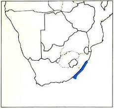 Image result for Scylliogaleus quecketti