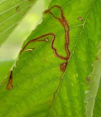 Attēlu rezultāti vaicājumam “Lyonetia clerkella”