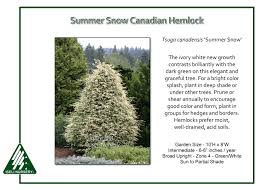 Attēlu rezultāti vaicājumam “Tsuga canadensis”