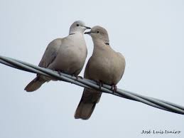 Attēlu rezultāti vaicājumam “Streptopelia decaocto”