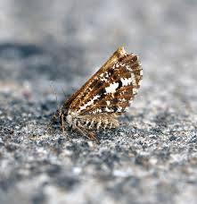 Attēlu rezultāti vaicājumam “Bupalus piniaria male”