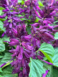 Image result for Salvia splendens