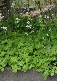 Attēlu rezultāti vaicājumam “Sanicula europaea leaf”