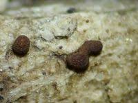 Attēlu rezultāti vaicājumam “Ophiotheca chrysosperma”