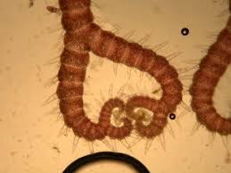 Attēlu rezultāti vaicājumam “Ceramium sp.”