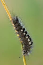 Attēlu rezultāti vaicājumam “Gynaephora selenitica larva”
