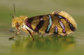 Attēlu rezultāti vaicājumam “Micropterigidae”