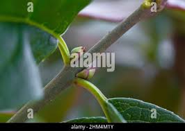 Attēlu rezultāti vaicājumam “Euonymus europaeus bud”