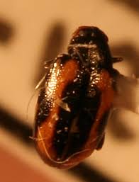 Attēlu rezultāti vaicājumam “Phyllotreta sp.”