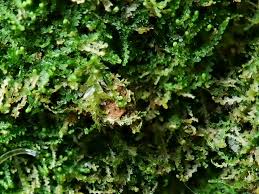 Attēlu rezultāti vaicājumam “Cephalozia catenulata”