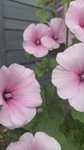 Image result for Lavatera trimestris