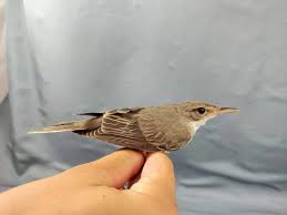Image result for Phylloscopus orientalis