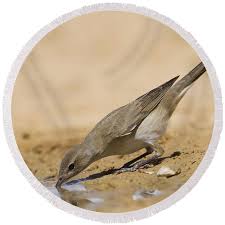 Attēlu rezultāti vaicājumam “Sylvia borin”