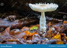 Attēlu rezultāti vaicājumam “Lepiota clypeolaria”