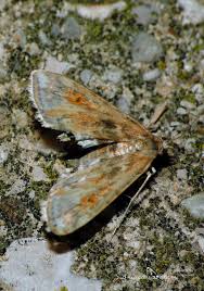 Attēlu rezultāti vaicājumam “Cataclysta lemnata”