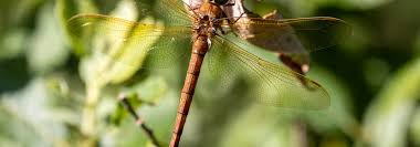 Attēlu rezultāti vaicājumam “Aeshna grandis”