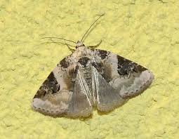 Attēlu rezultāti vaicājumam “Pseudeustrotia candidula”