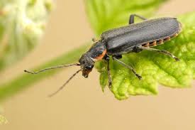 Attēlu rezultāti vaicājumam “Cantharis obscura”