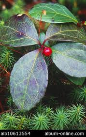 Attēlu rezultāti vaicājumam “Gaultheria cuneata”