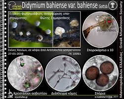 Attēlu rezultāti vaicājumam “Didymium bahiense”