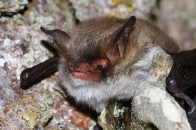 Attēlu rezultāti vaicājumam “Myotis sp.”