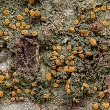 Attēlu rezultāti vaicājumam “Bacidia rubella”