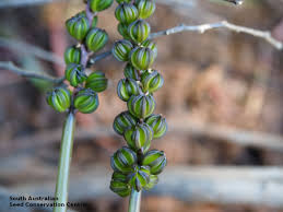 Attēlu rezultāti vaicājumam “Triglochin maritimum fruit”