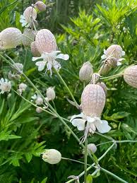 Attēlu rezultāti vaicājumam “Silene vulgaris flower”