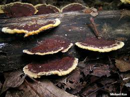 Attēlu rezultāti vaicājumam “Phellinus”