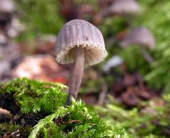 Attēlu rezultāti vaicājumam “Mycena pseudocorticola”