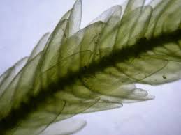 Attēlu rezultāti vaicājumam “Straminergon stramineum”